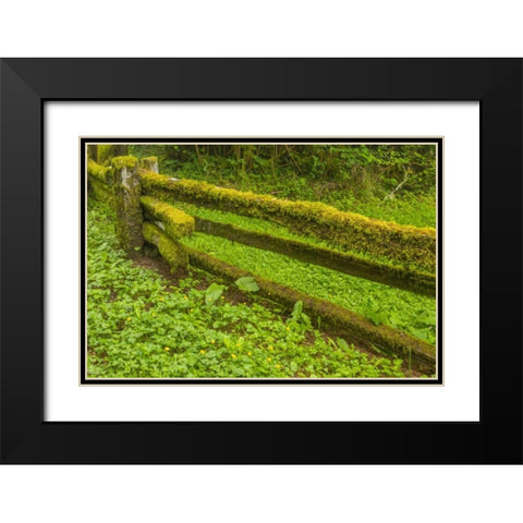 USA, California, Redwoods NP Moss-covered fence Black Modern Wood Framed Art Print with Double Matting by Illg, Cathy and Gordon