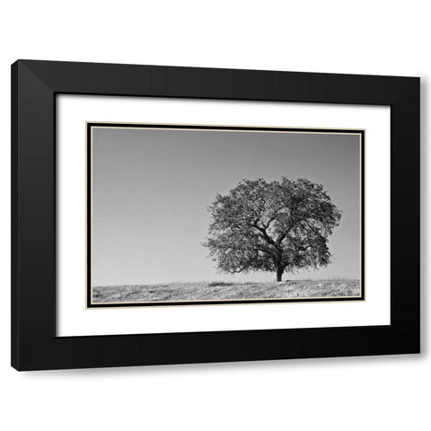 CA, Lone oak tree in the Sierra Nevada foothills Black Modern Wood Framed Art Print with Double Matting by Flaherty, Dennis