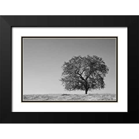 CA, Lone oak tree in the Sierra Nevada foothills Black Modern Wood Framed Art Print with Double Matting by Flaherty, Dennis