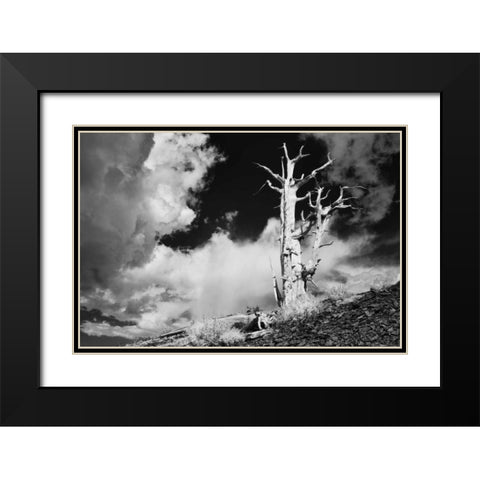 CA, White Mts Ancient bristlecone pine tree Black Modern Wood Framed Art Print with Double Matting by Flaherty, Dennis