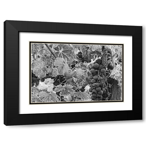 CA, Napa Valley Cabernet sauvignon grapes Black Modern Wood Framed Art Print with Double Matting by Flaherty, Dennis