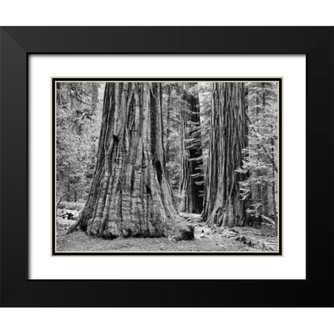 CA, Yosemite Sequoia trees in the Mariposa Grove Black Modern Wood Framed Art Print with Double Matting by Flaherty, Dennis