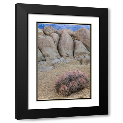 CA, Alabama Hills Barrel cactus and boulders Black Modern Wood Framed Art Print with Double Matting by Paulson, Don