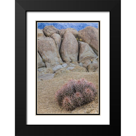 CA, Alabama Hills Barrel cactus and boulders Black Modern Wood Framed Art Print with Double Matting by Paulson, Don