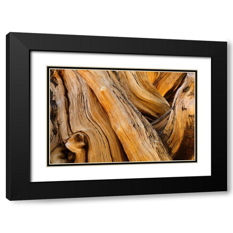 CA, White Mts Wilderness Bristlecone pine wood Black Modern Wood Framed Art Print with Double Matting by Paulson, Don
