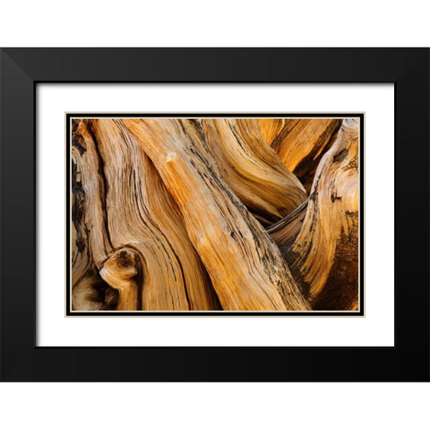 CA, White Mts Wilderness Bristlecone pine wood Black Modern Wood Framed Art Print with Double Matting by Paulson, Don