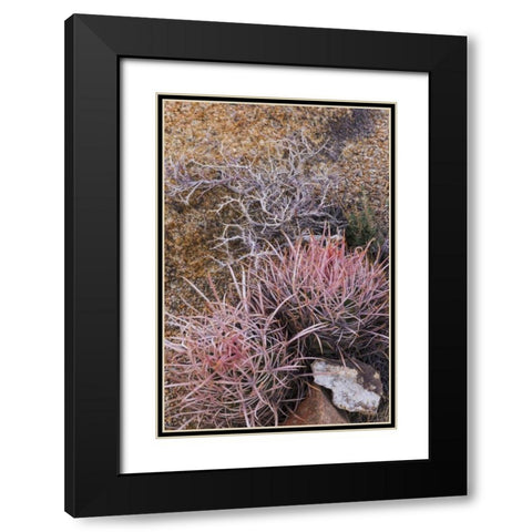 California, Alabama Hills Barrel cactus scenic Black Modern Wood Framed Art Print with Double Matting by Paulson, Don
