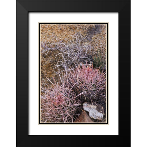 California, Alabama Hills Barrel cactus scenic Black Modern Wood Framed Art Print with Double Matting by Paulson, Don