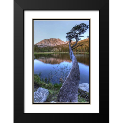 California, Sierra Nevada Grass Lake reflection Black Modern Wood Framed Art Print with Double Matting by Flaherty, Dennis