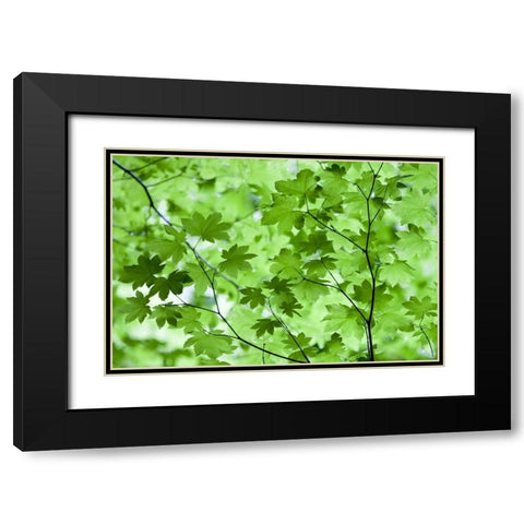 CA, Redwoods Spring canopy of vine maple leaves Black Modern Wood Framed Art Print with Double Matting by Carter, Jean