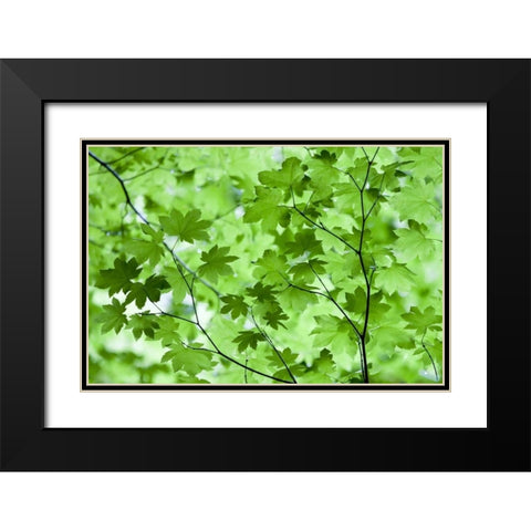 CA, Redwoods Spring canopy of vine maple leaves Black Modern Wood Framed Art Print with Double Matting by Carter, Jean