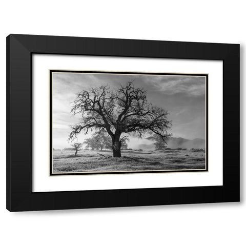 California-Los Padres National Forest Oak tree on foggy morning  Black Modern Wood Framed Art Print with Double Matting by Jaynes Gallery