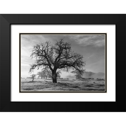 California-Los Padres National Forest Oak tree on foggy morning  Black Modern Wood Framed Art Print with Double Matting by Jaynes Gallery