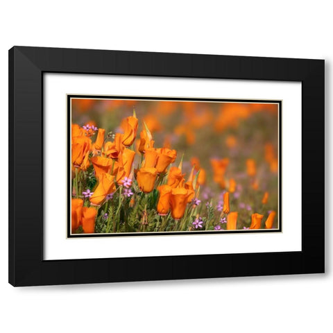 California-Mojave Desert California poppies  Black Modern Wood Framed Art Print with Double Matting by Jaynes Gallery