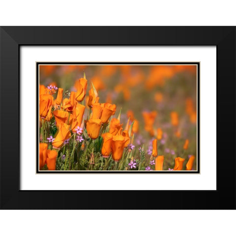 California-Mojave Desert California poppies  Black Modern Wood Framed Art Print with Double Matting by Jaynes Gallery
