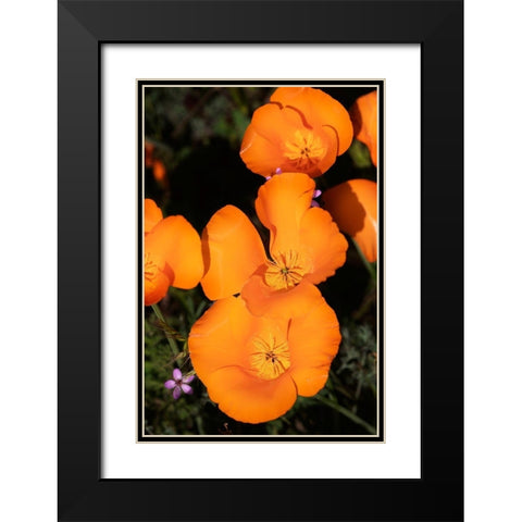 California-Mojave Desert California poppies  Black Modern Wood Framed Art Print with Double Matting by Jaynes Gallery