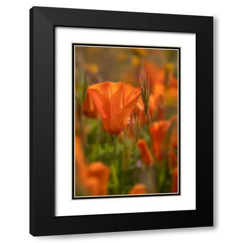 California Close-up of California poppy  Black Modern Wood Framed Art Print with Double Matting by Jaynes Gallery