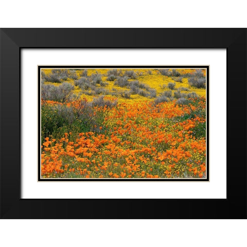 California-Mojave Desert California poppy super bloom  Black Modern Wood Framed Art Print with Double Matting by Jaynes Gallery