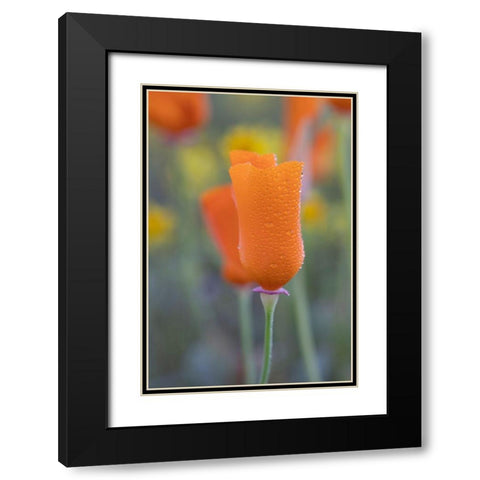 California Close-up of California poppy  Black Modern Wood Framed Art Print with Double Matting by Jaynes Gallery