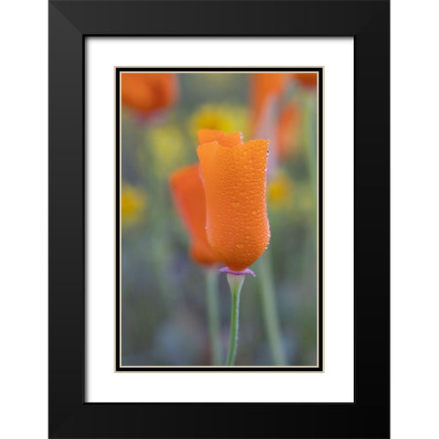 California Close-up of California poppy  Black Modern Wood Framed Art Print with Double Matting by Jaynes Gallery