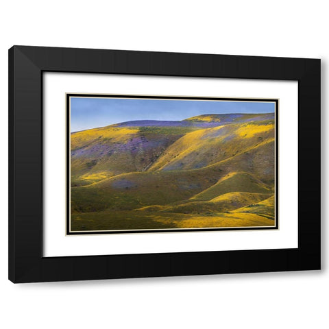 California-Carrizo Plain National Monument Patches of lacy phacelia and yellow hillside daisy Black Modern Wood Framed Art Print with Double Matting by Jaynes Gallery