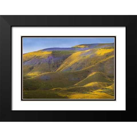California-Carrizo Plain National Monument Patches of lacy phacelia and yellow hillside daisy Black Modern Wood Framed Art Print with Double Matting by Jaynes Gallery