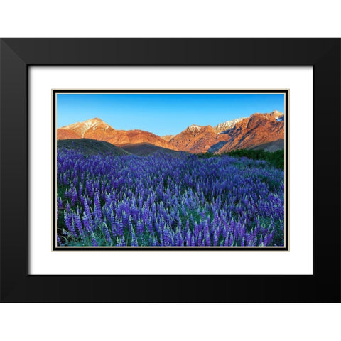 California-Sierra Nevada Range Blooming Inyo bush lupine in valley Black Modern Wood Framed Art Print with Double Matting by Jaynes Gallery