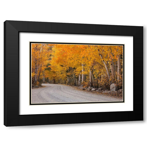 California-Sierra Nevada Range Mountain road in forest Black Modern Wood Framed Art Print with Double Matting by Jaynes Gallery