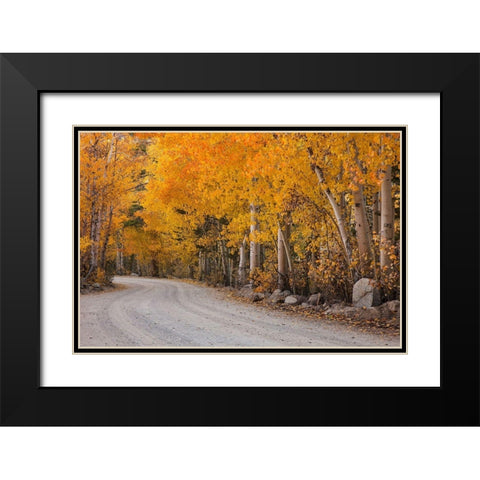 California-Sierra Nevada Range Mountain road in forest Black Modern Wood Framed Art Print with Double Matting by Jaynes Gallery