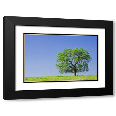 California Abstract of lone blue oak tree Black Modern Wood Framed Art Print with Double Matting by Jaynes Gallery