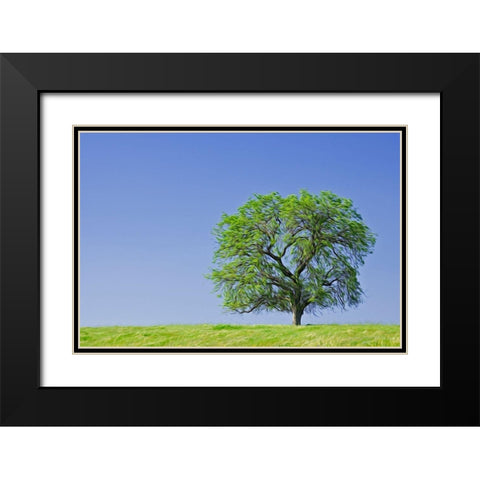 California Abstract of lone blue oak tree Black Modern Wood Framed Art Print with Double Matting by Jaynes Gallery