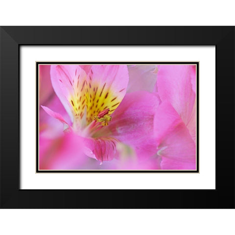 California Detail of Alstroemeria flower Black Modern Wood Framed Art Print with Double Matting by Jaynes Gallery