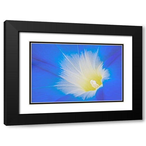 California Detail of morning glory flower Black Modern Wood Framed Art Print with Double Matting by Jaynes Gallery