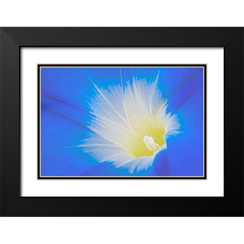 California Detail of morning glory flower Black Modern Wood Framed Art Print with Double Matting by Jaynes Gallery