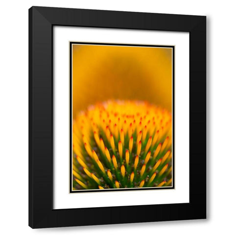 California Detail of purple coneflower stigmas Black Modern Wood Framed Art Print with Double Matting by Jaynes Gallery