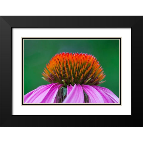 California Close-up of purple coneflower Black Modern Wood Framed Art Print with Double Matting by Jaynes Gallery