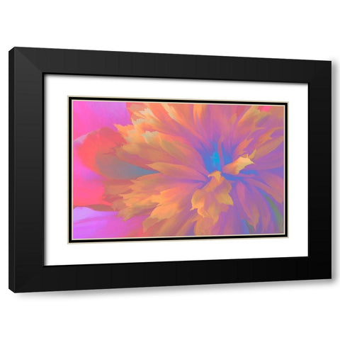 California Abstract of blooming peony flower Black Modern Wood Framed Art Print with Double Matting by Jaynes Gallery