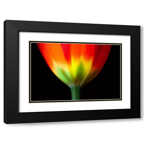 California Close-up of tulip flower Black Modern Wood Framed Art Print with Double Matting by Jaynes Gallery