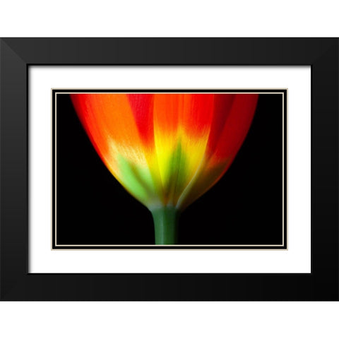 California Close-up of tulip flower Black Modern Wood Framed Art Print with Double Matting by Jaynes Gallery