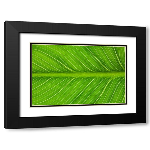 California Vein patterns in green leaf Black Modern Wood Framed Art Print with Double Matting by Jaynes Gallery