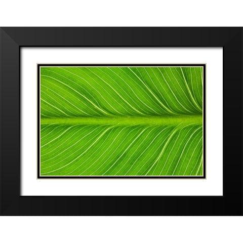 California Vein patterns in green leaf Black Modern Wood Framed Art Print with Double Matting by Jaynes Gallery