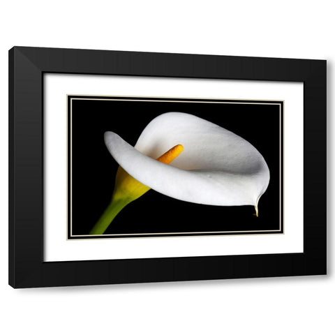 California Calla lily close-up Black Modern Wood Framed Art Print with Double Matting by Jaynes Gallery