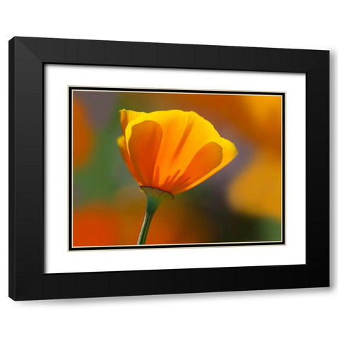 California Close-up of poppy flower Black Modern Wood Framed Art Print with Double Matting by Jaynes Gallery