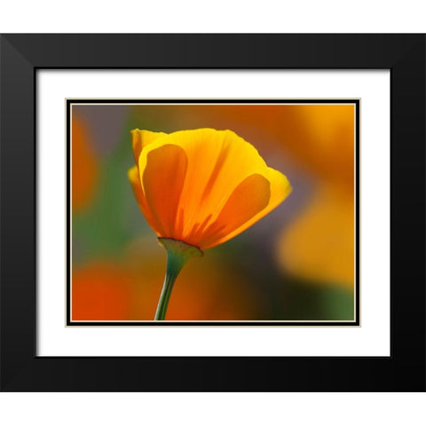 California Close-up of poppy flower Black Modern Wood Framed Art Print with Double Matting by Jaynes Gallery