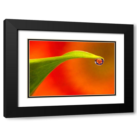 California Flower reflects in water droplet Black Modern Wood Framed Art Print with Double Matting by Jaynes Gallery