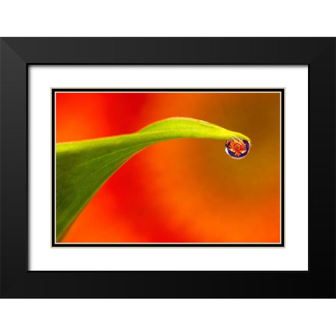 California Flower reflects in water droplet Black Modern Wood Framed Art Print with Double Matting by Jaynes Gallery