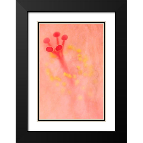 California Detail of hibiscus flower Black Modern Wood Framed Art Print with Double Matting by Jaynes Gallery