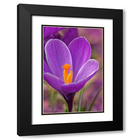 California Crocus flower Black Modern Wood Framed Art Print with Double Matting by Jaynes Gallery