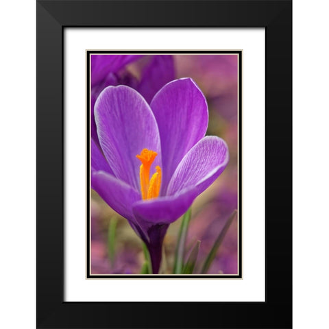 California Crocus flower Black Modern Wood Framed Art Print with Double Matting by Jaynes Gallery