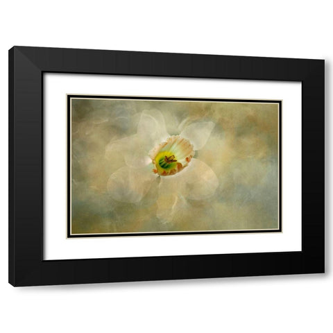 California Abstract of daffodil close-up Black Modern Wood Framed Art Print with Double Matting by Jaynes Gallery